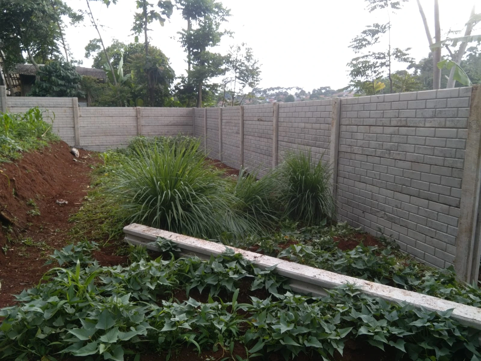 Cilembu Bapak Dias 2